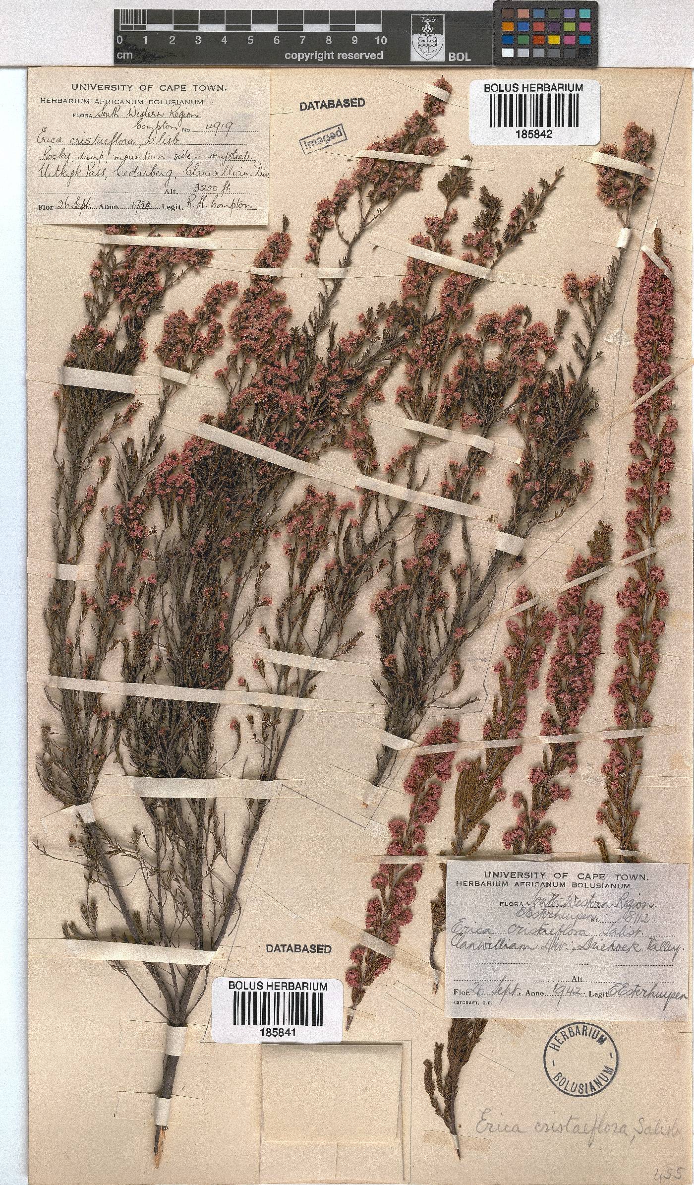 Erica cristiflora image