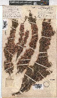 Erica cristiflora image