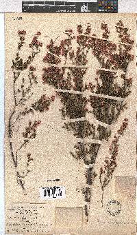 Erica cristiflora image