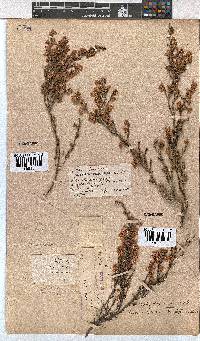 Erica cristiflora image