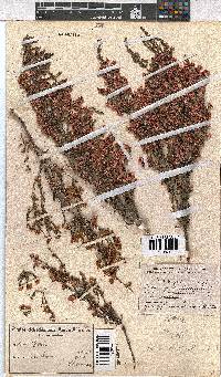 Erica cristiflora image