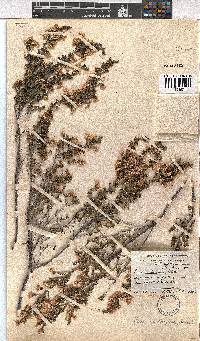 Erica cristiflora image