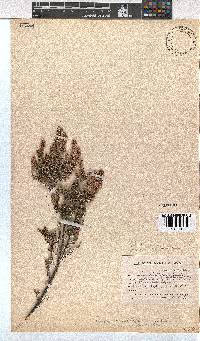 Erica cristiflora image