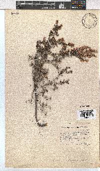 Erica cristiflora image