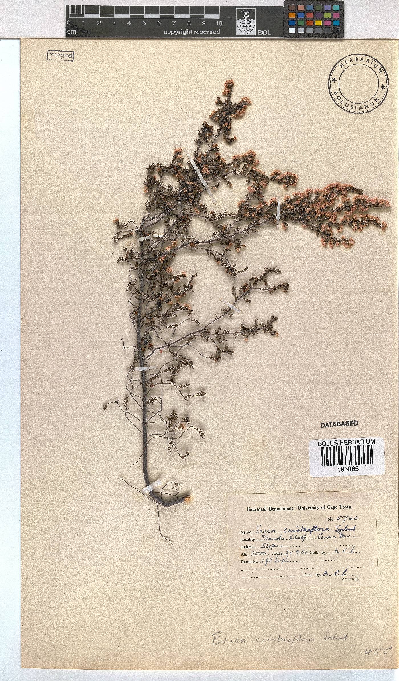 Erica cristiflora image
