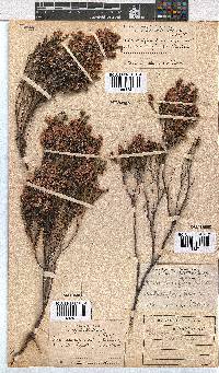 Erica cristiflora image