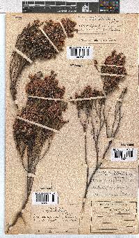 Erica cristiflora image