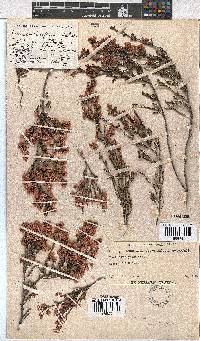 Erica cristiflora image