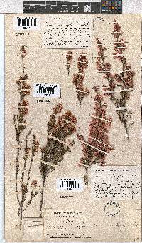 Erica cristiflora image