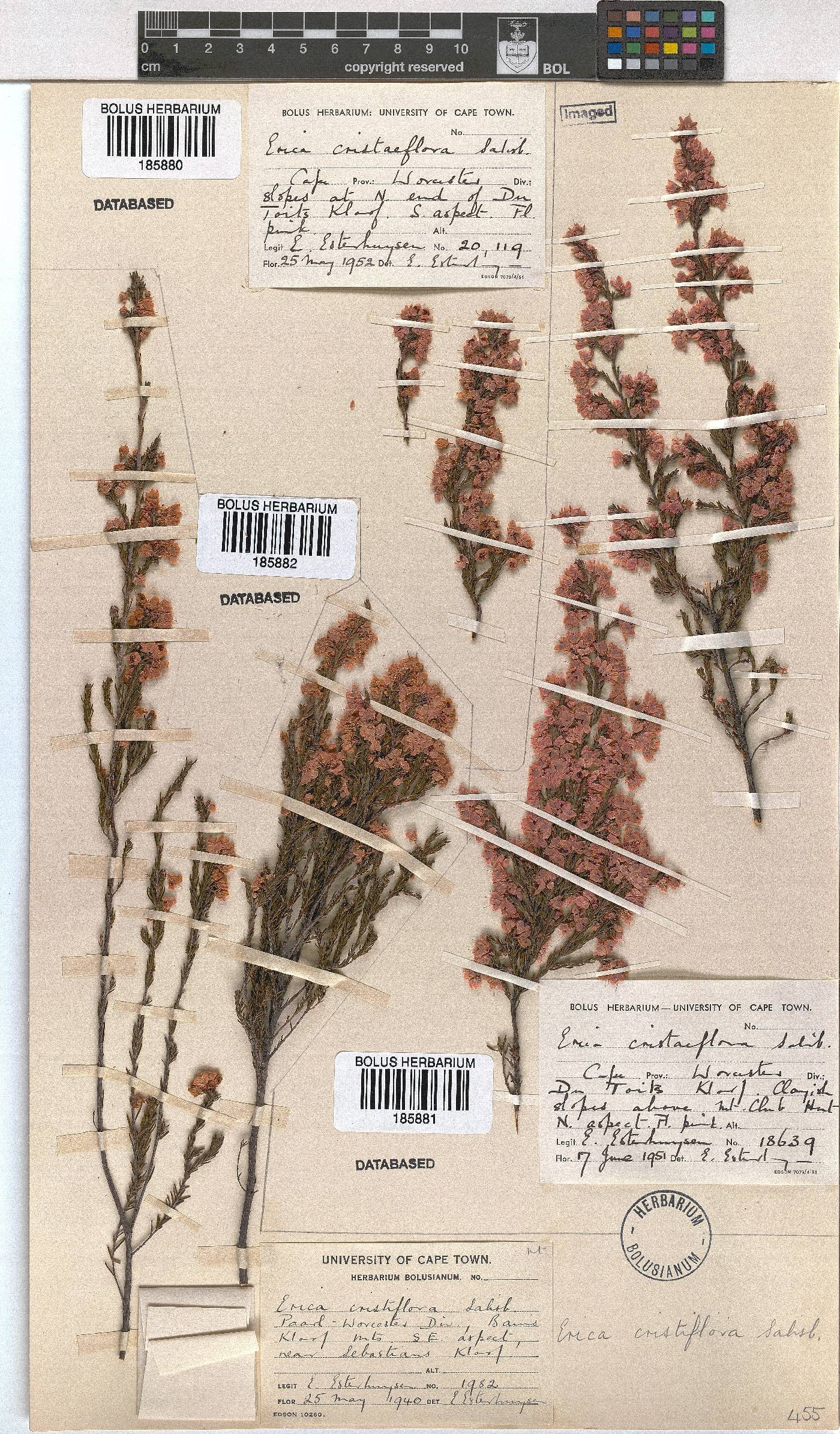 Erica cristiflora image