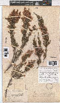 Erica cristiflora image