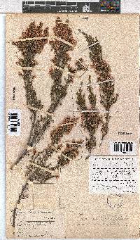 Erica cristiflora image