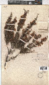 Erica cristiflora image