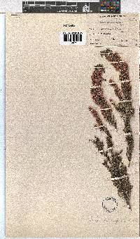 Erica cristiflora image