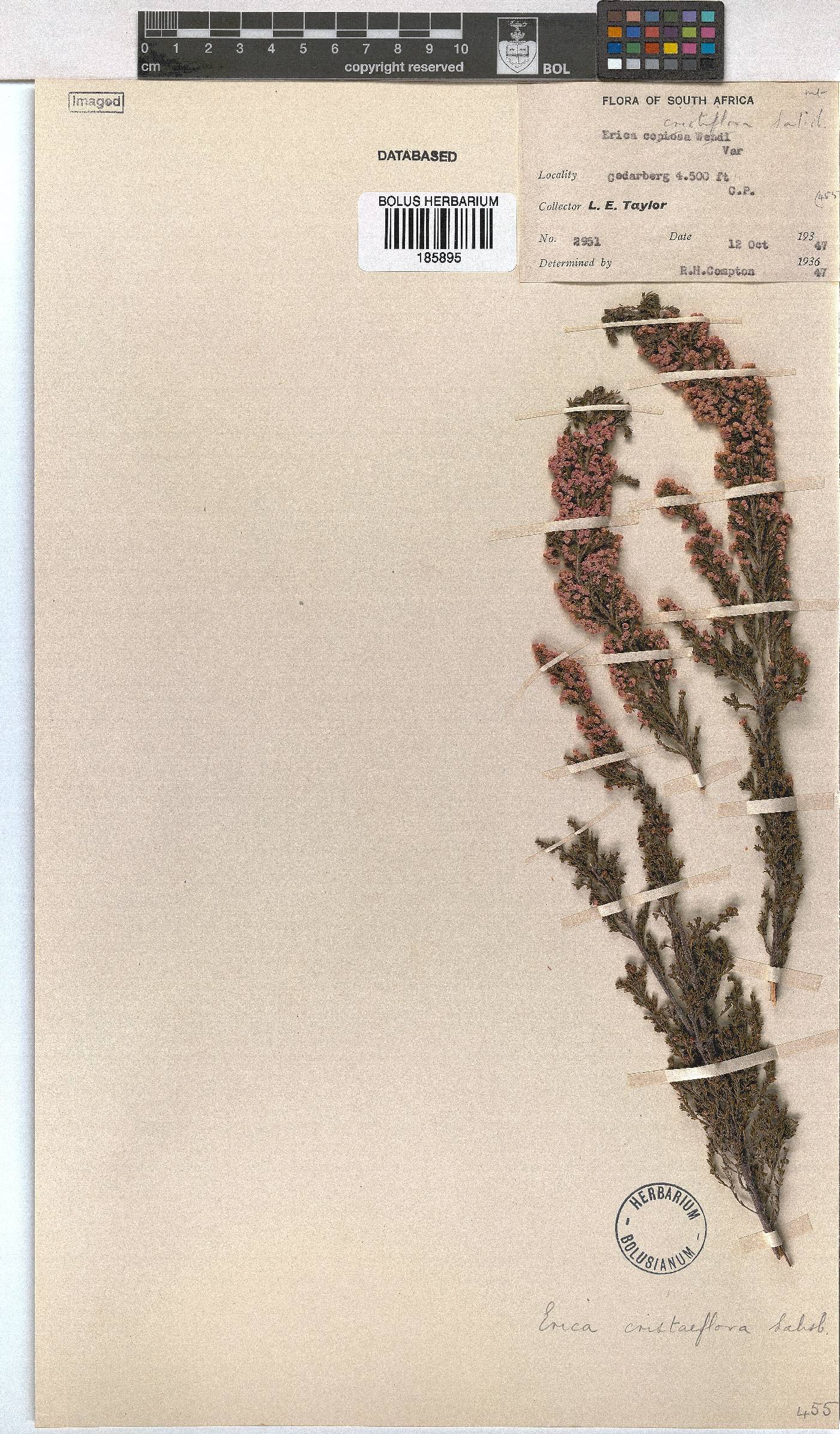 Erica cristiflora image