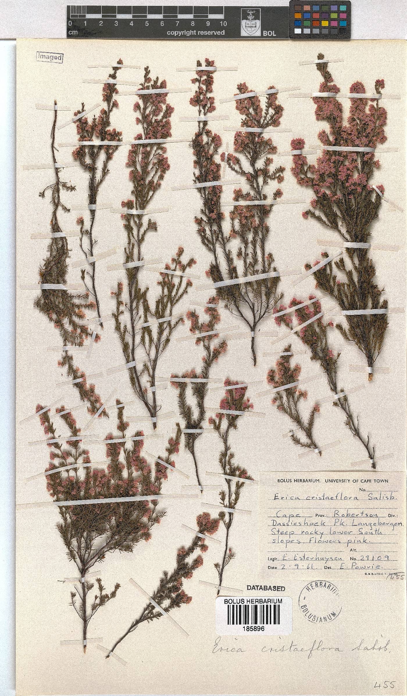 Erica cristiflora image