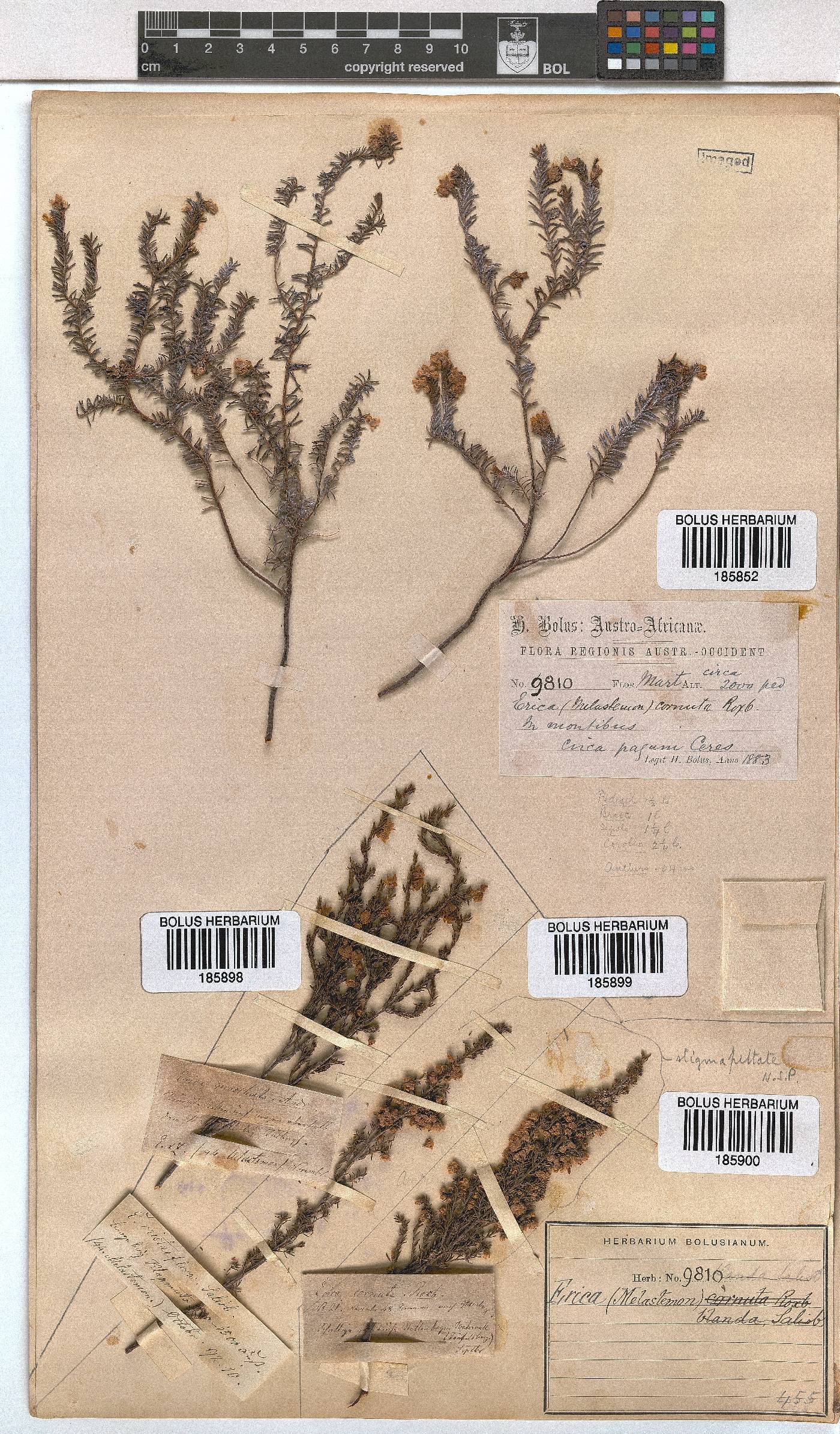 Erica cristiflora image