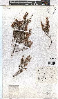 Erica cristiflora image