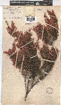 Erica cristiflora image