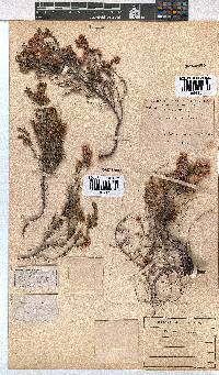 Erica cristiflora image