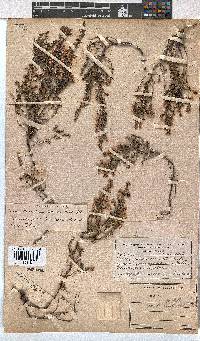 Erica cristiflora image