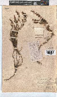 Erica cristiflora image