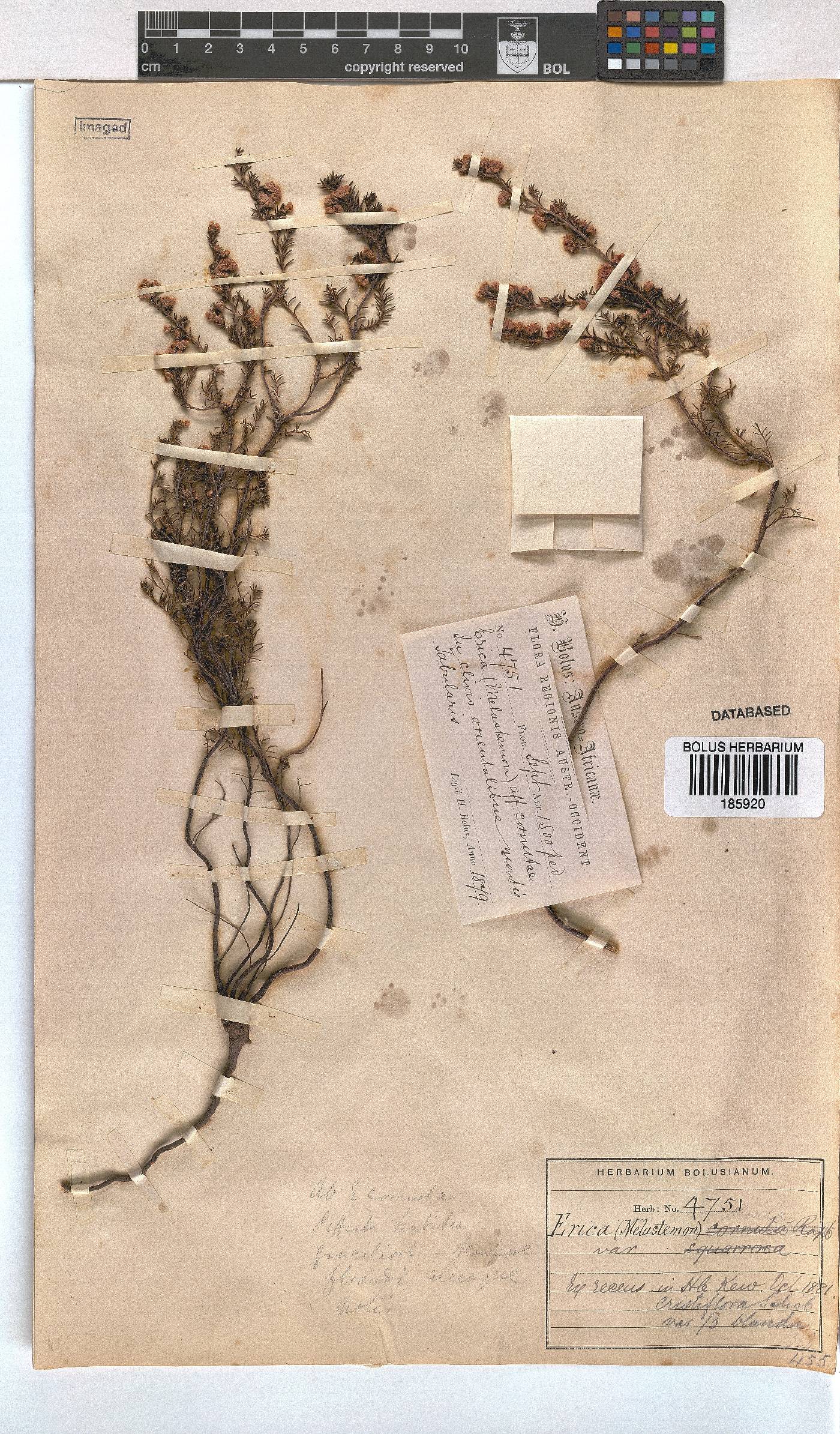 Erica cristiflora var. blanda image