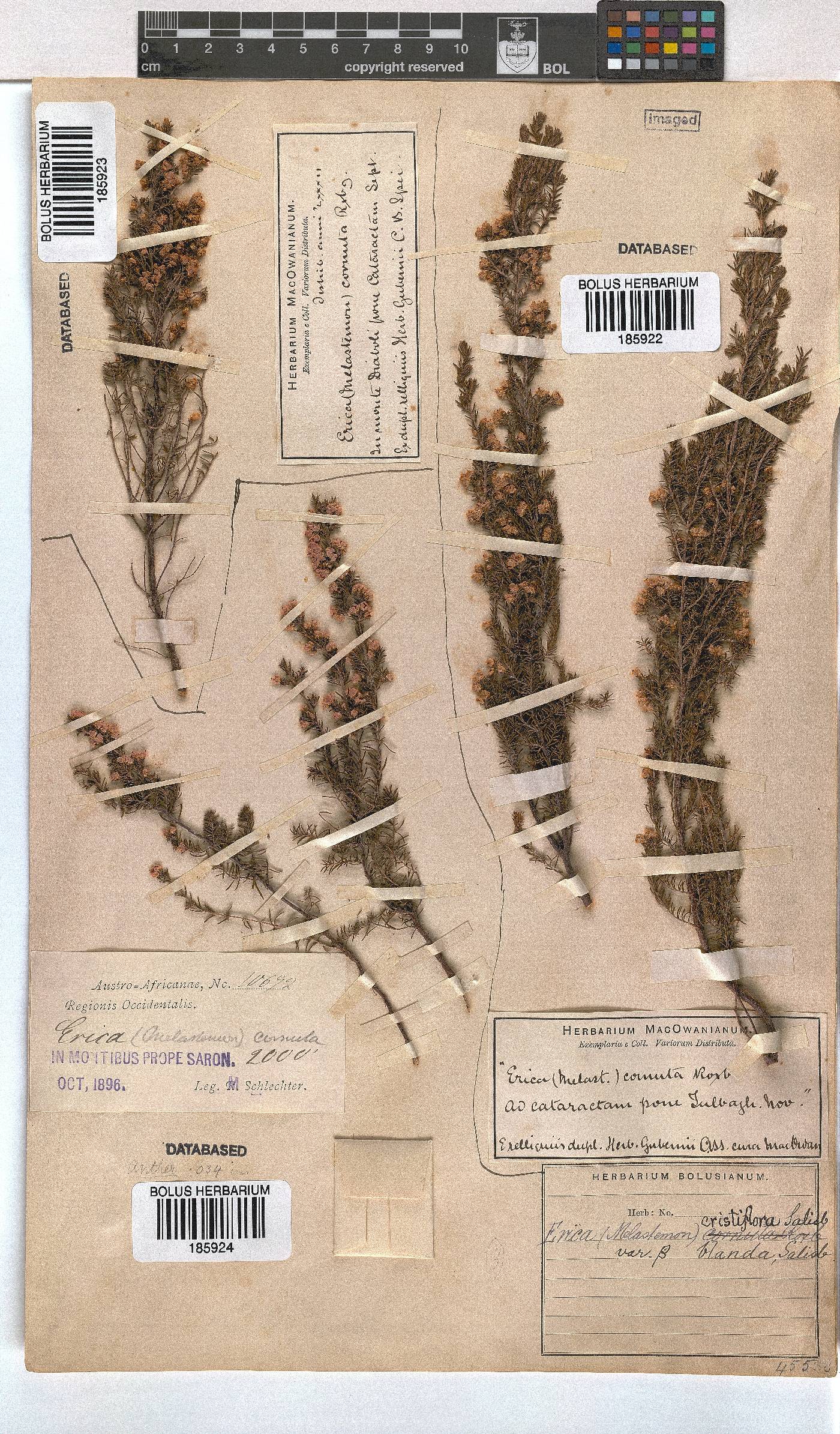 Erica cristiflora var. blanda image