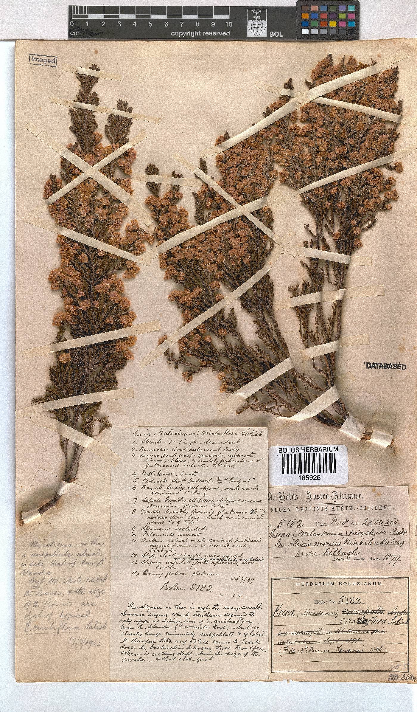 Erica cristiflora var. blanda image