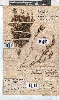 Erica cristiflora image