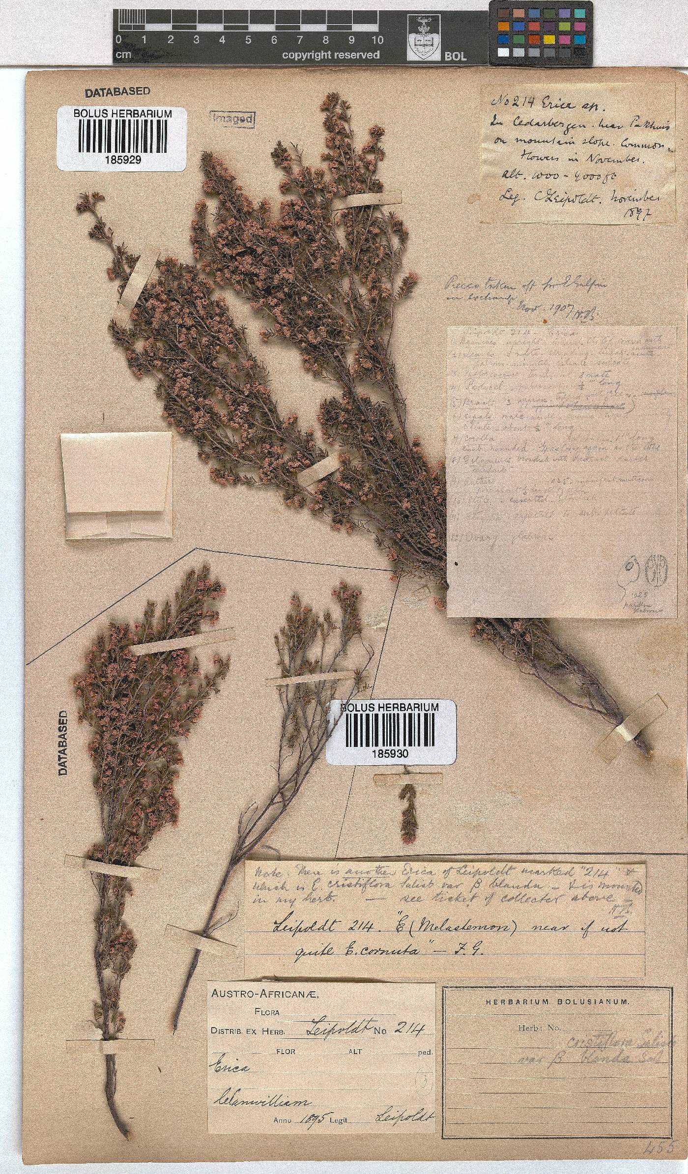 Erica cristiflora image