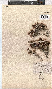 Erica cristiflora image