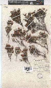 Erica cristiflora image