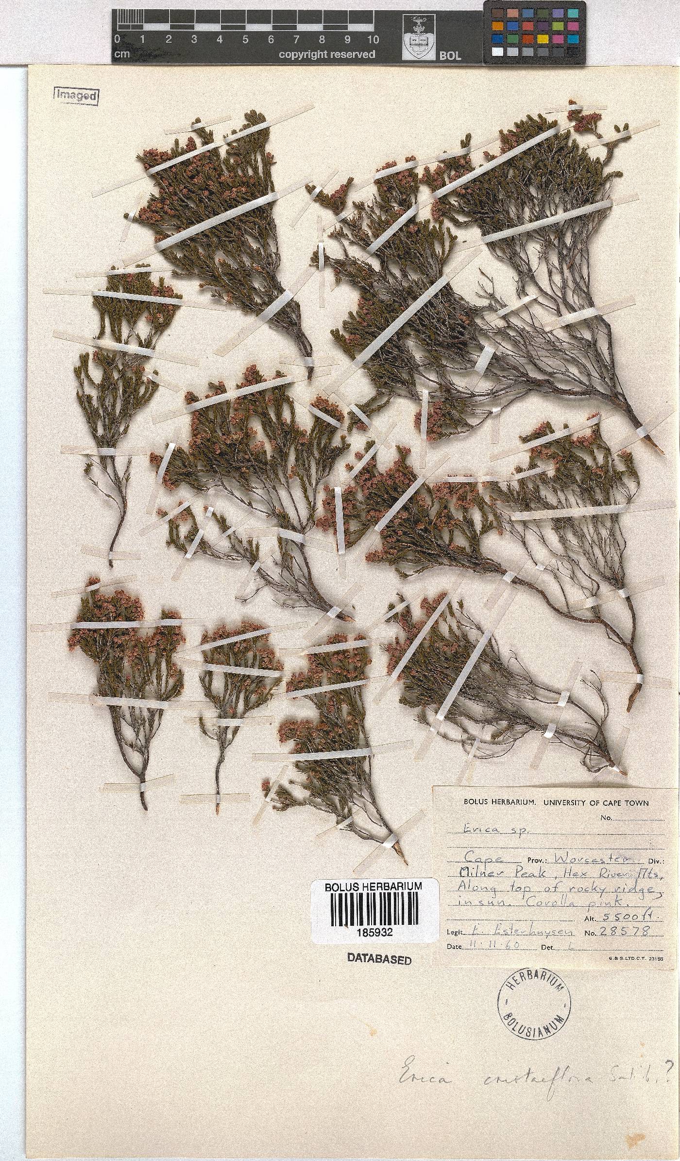 Erica cristiflora image