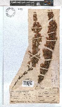 Erica cristiflora image