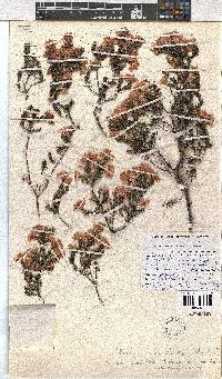 Erica cristiflora image