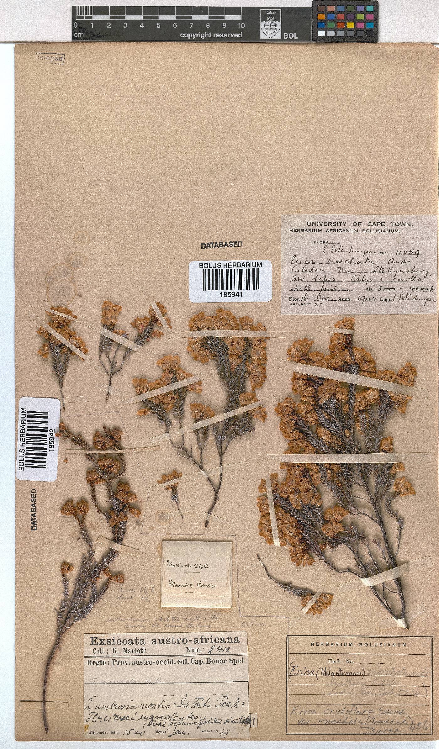 Erica cristiflora var. moschata image