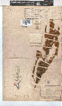 Erica cristiflora image