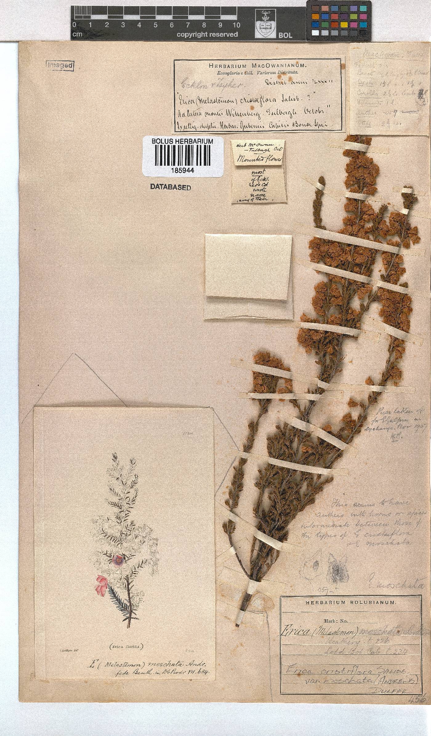 Erica cristiflora image