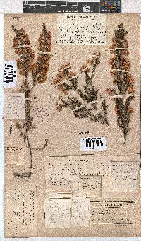 Erica cristiflora image