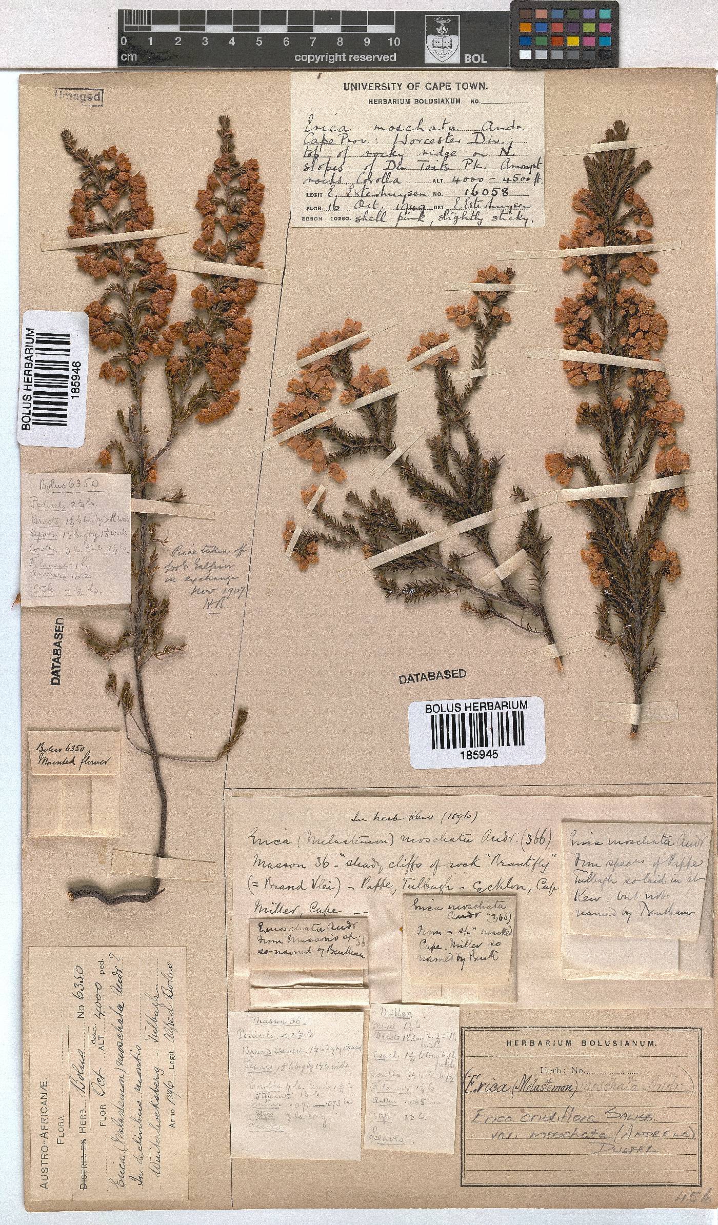 Erica cristiflora var. moschata image