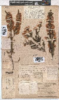 Erica cristiflora image