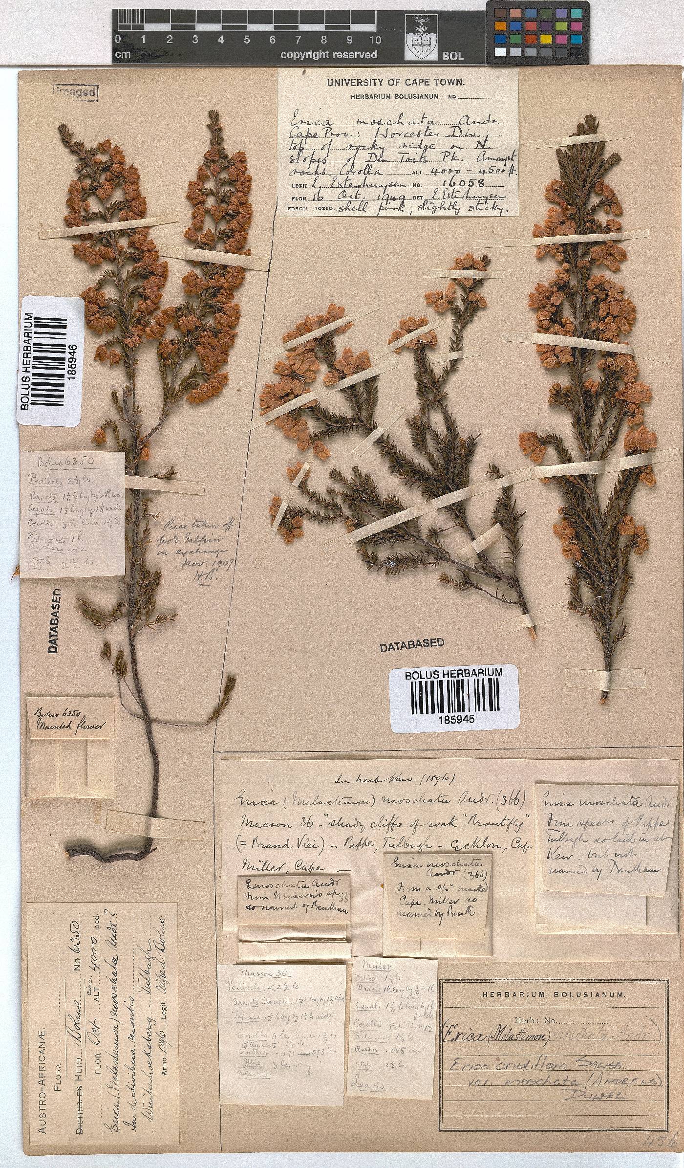 Erica cristiflora image