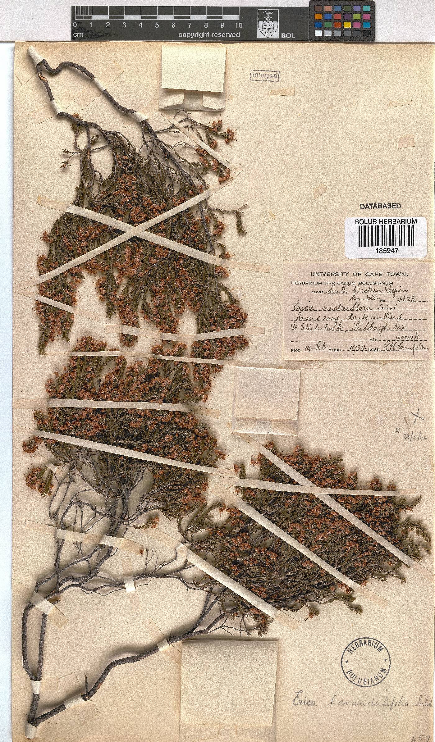 Erica lavandulifolia image