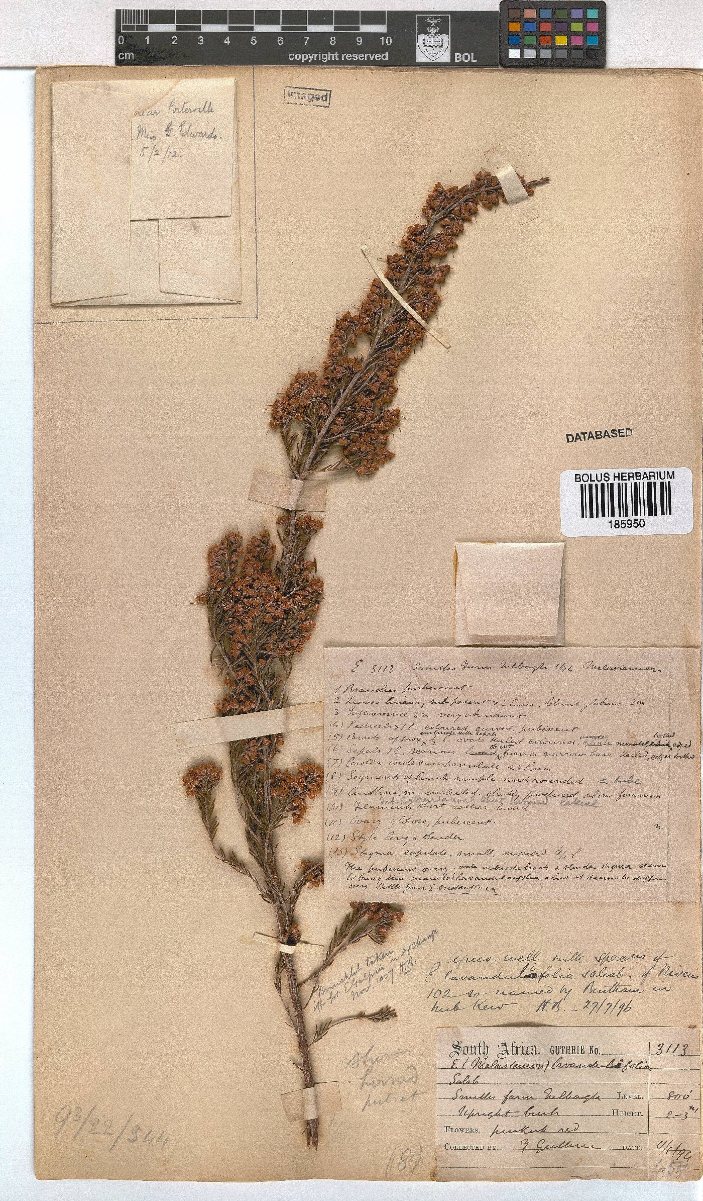 Erica lavandulifolia image