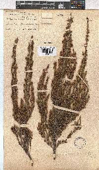 Erica lavandulifolia image