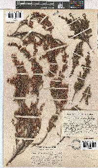 Erica lavandulifolia image