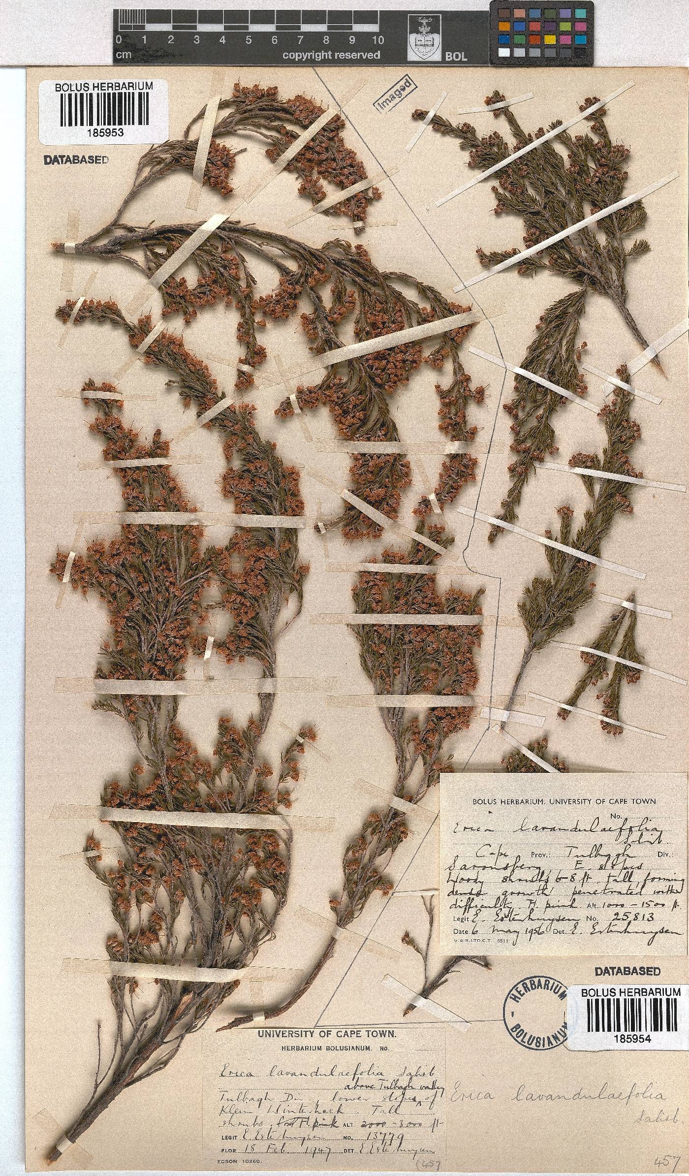 Erica lavandulifolia image