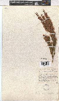 Erica lavandulifolia image