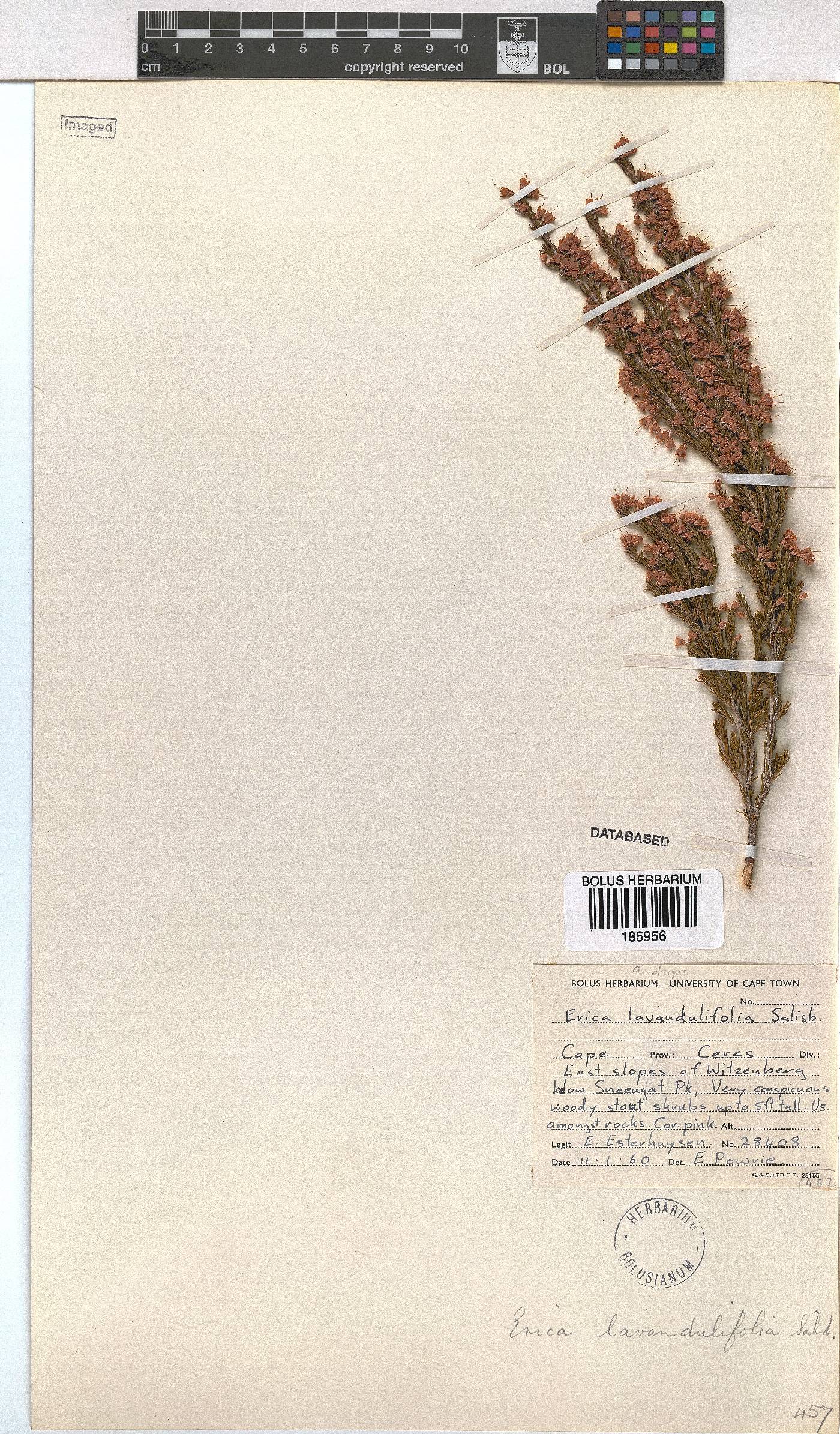 Erica lavandulifolia image